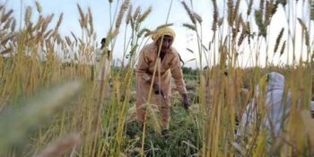 Agriculture