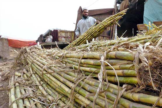 Sugarcane