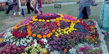 AIOU wins top positions at flower show