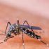 Dengue cases surge with 97 new infections reported