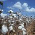 Cotton crop over record 4.5 million acres of land sown in Punjab