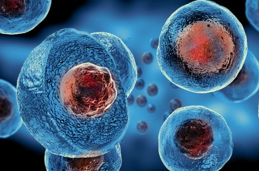 STEM Cell Therapy: A moral predicament