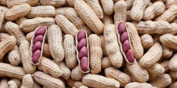 Experts emphasize support for farmers at peanut festival