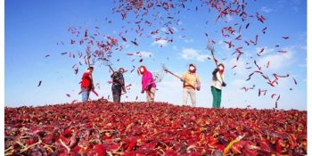 Chili pepper industry thrives in China