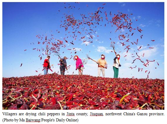 Chili pepper industry thrives in China