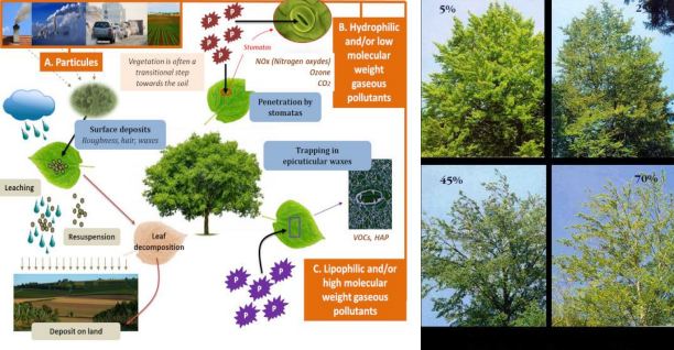 Air pollution impact on vegetation in Pakistan student M.Phil botany