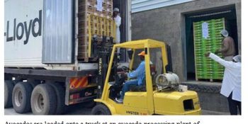 Kenyan avocado finds ready market in China after CIIE debut