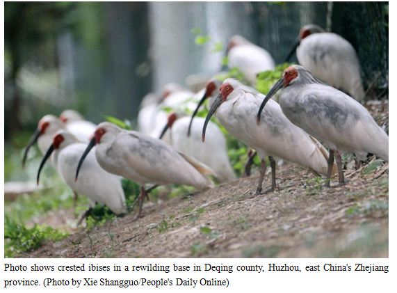 Crested ibis see growth in population, habitat area