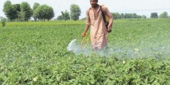 Battling Hunger: How new ideas are helping farmers in Pakistan