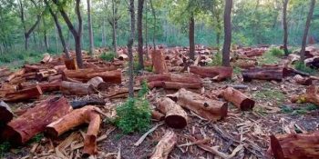 Pakistan's forest crisis