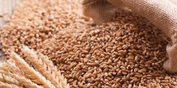 ECC holds detailed discussions on wheat procurement targets