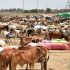 Eid ul Adha: When and where will cattle markets be set up in Karachi this year?