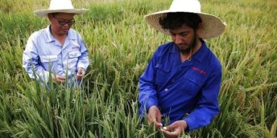 Experts laud China's role in advancing Hybrid Rice cultivation in Pakistan
