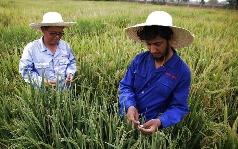 Experts laud China's role in advancing Hybrid Rice cultivation in Pakistan