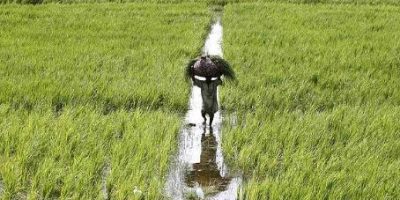 Pakistan’s agriculture industry: Challenges and a way forward