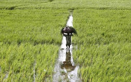 Pakistan’s agriculture industry: Challenges and a way forward