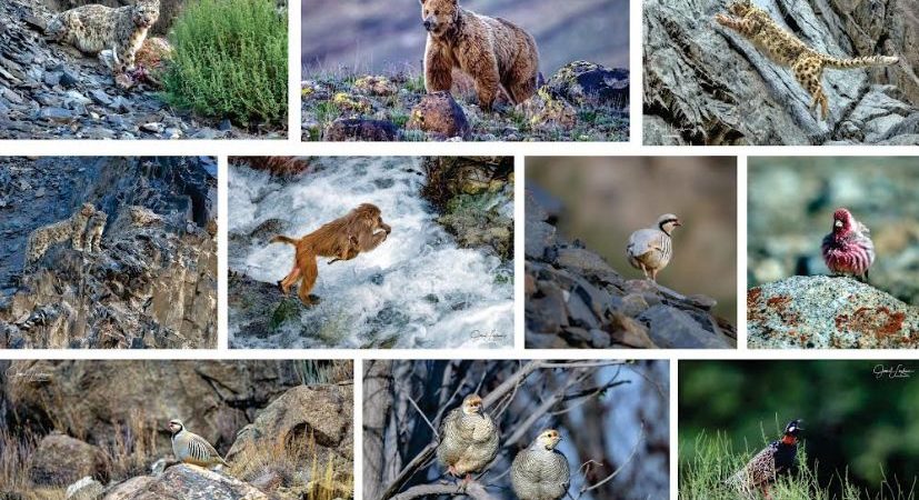 “Exotic Wildlife Pakistan” photo-exhibition to go on display at PNCA 