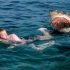 Tourist killed in Egypt Red Sea shark attack: environment ministry