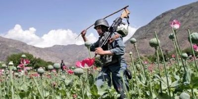 100 people arrested for growing poppy in Afghanistan: police