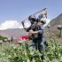 100 people arrested for growing poppy in Afghanistan: police