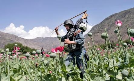 100 people arrested for growing poppy in Afghanistan: police