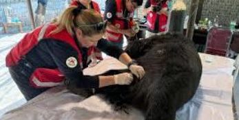 Four Paws team rescues severely-wounded Asian bear