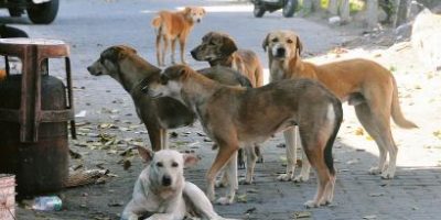 Stray dogs pose serious threat in Sector G-11/1