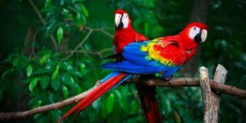 Exotic birds, rare blooms captivate visitors at CDA event
