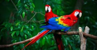 Exotic birds, rare blooms captivate visitors at CDA event
