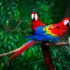 Exotic birds, rare blooms captivate visitors at CDA event