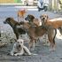 Stray dogs pose serious threat in Sector G-11/1