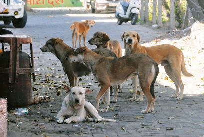 Stray dogs pose serious threat in Sector G-11/1