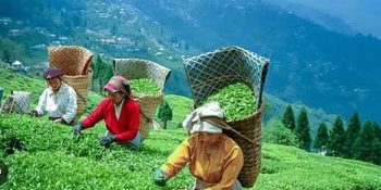 Tea Association