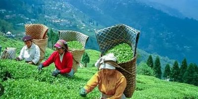 Tea Association
