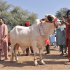 Section 144 imposed in Kasur ahead of Eid-ul-Azha to ensure public safety