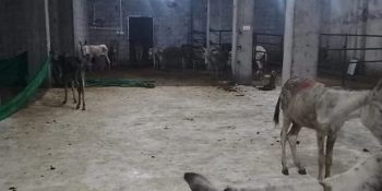 Donkey meat back on sale as authorities bust illegal slaughterhouse