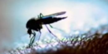 50 dengue cases reported from Charsadda in Aug