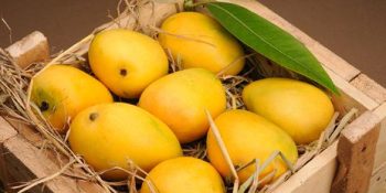 Sweet prospects: Elevating Pakistan’s mango exports to China and elsewhere