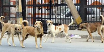 CDA urged to expand stray dog control operations in Islamabad