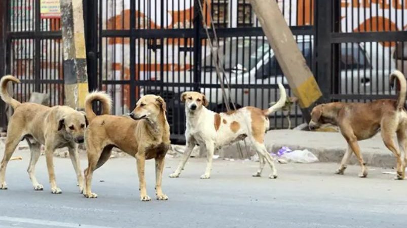 CDA urged to expand stray dog control operations in Islamabad