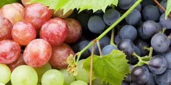 Grapes may slow ageing process: study