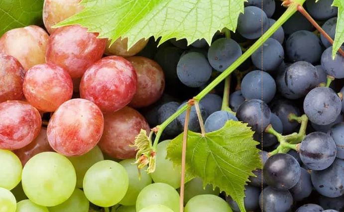 Grapes may slow ageing process: study