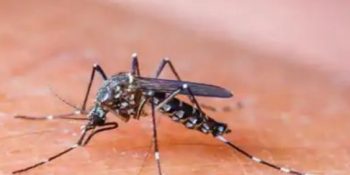 32 dengue cases reported in 24 hours, over 2,000 inspections in ICT