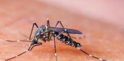 32 dengue cases reported in 24 hours, over 2,000 inspections in ICT