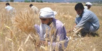 Government sets wheat price at Rs3,500 to protect farmers