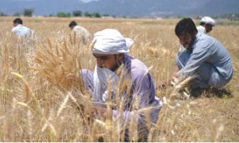 Government sets wheat price at Rs3,500 to protect farmers