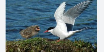 A New History of Bird Habitats: The First Front Against Climate Change