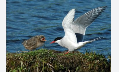 A New History of Bird Habitats: The First Front Against Climate Change