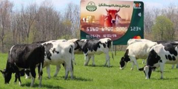 Punjab Livestock Card registration deadline ends tomorrow