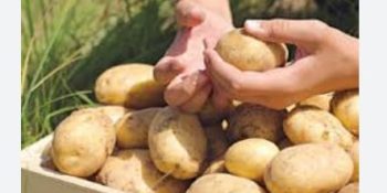 Pakistan surpasses national potato production target by 44.7%